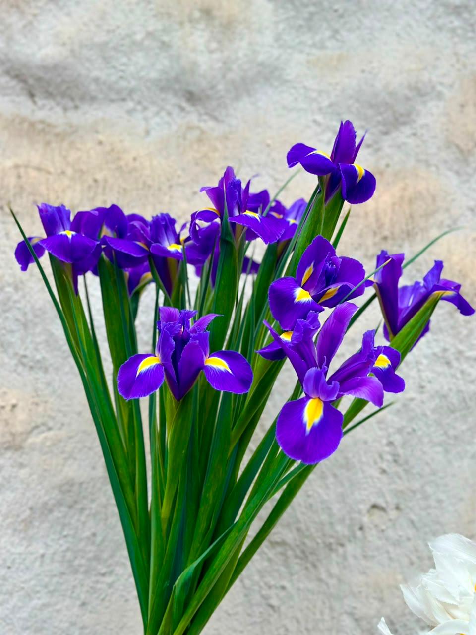 Ramo de Iris